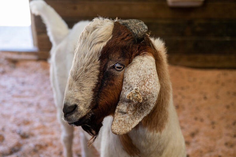 A goat standing in a barn