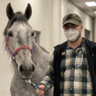 Cord Kivi is walking a horse in the WSU Veterinary Hospital
