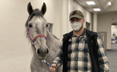 Cord Kivi is walking a horse in the WSU Veterinary Hospital
