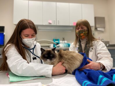 Dr. Janean Fidel, veterinary oncologist, and Margaret Wong, a fourth-year student, exam Abby prior to her undergoing a second round of chemotherapy.