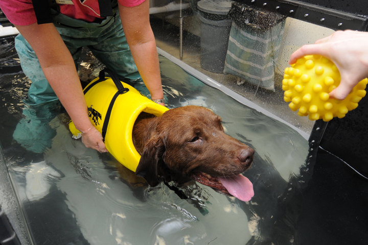 Chocolate is a brown lab and is wearing a yellow life vest in the treadmill.