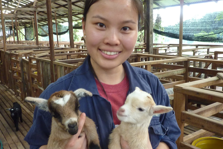 Felicia Lew ('12 DVM) in Malaysia, holding two baby goats. She's in a covered area with multiple pens behind her.