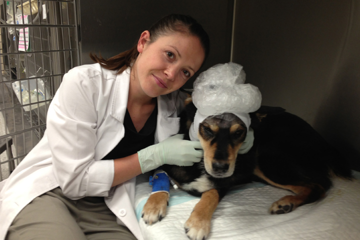 WSU veterinary student Beryl Swanson (’14 DVM) with Mr. Bear after surgery