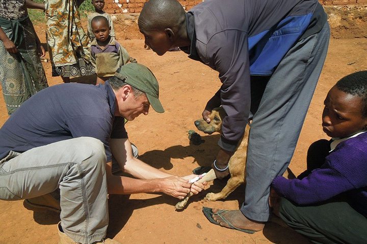 Felix Lankester, left, WSU clinical assistant professor, takes a blood sample to test whether a rabies vaccine stored at warmer temperatures is effective against the disease.