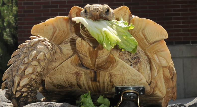Gamera snacking on some lettuce.