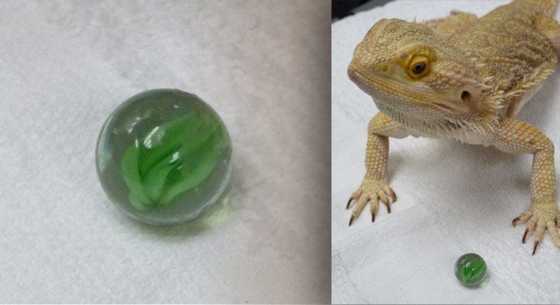 A bearded dragon and the marble she swallowed.