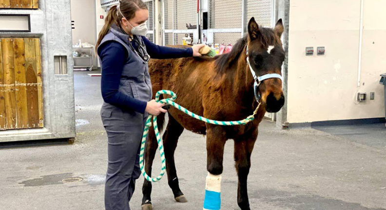 Fourth-year Washington State University veterinary student Sarah Calvin brushes Cinco following surgery to remove his fifth hoof.
