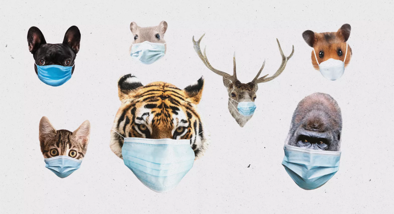 Masks photoshopped onto various animals.
