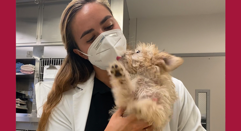 Lauren Brechner with small dog in the vet hospital.