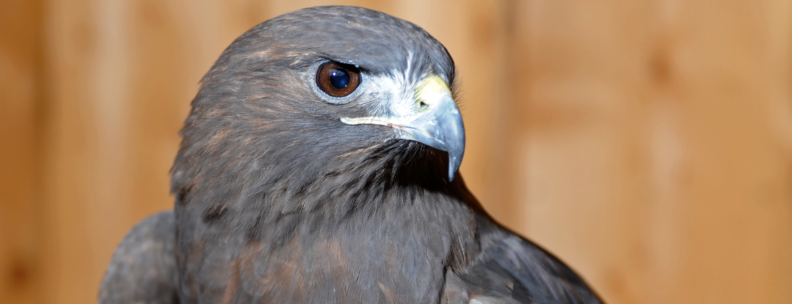 A close up of only Brenda's head and shoulders. Her dark brown eyes are very focused on something to her left.