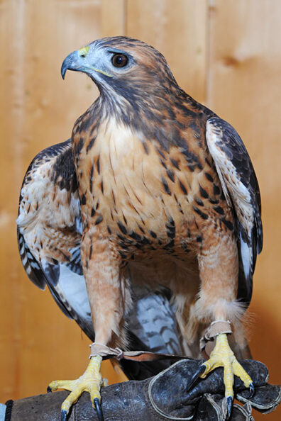 Dakota – Red-tailed Hawk | College of Veterinary Medicine | Washington ...