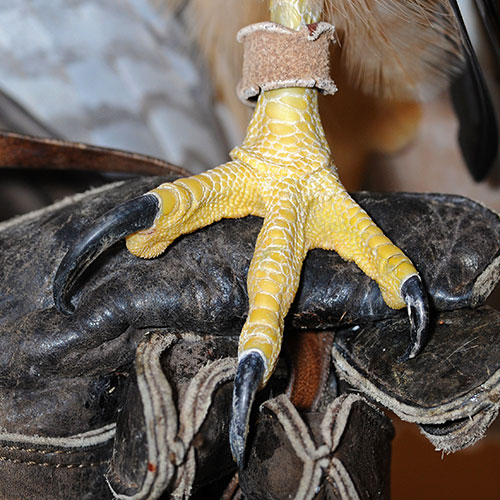 Close-up image of Dakota's foot and talons.