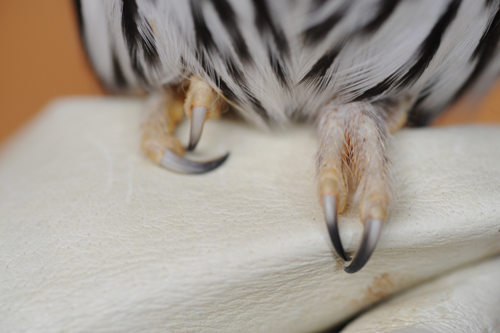 Close up image of Hurik's feet.