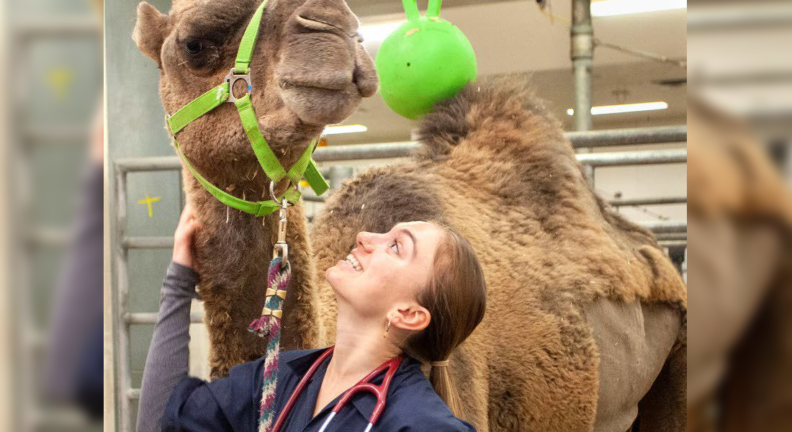 Veterinary student Allani Delis looks up at a camel named Moses. He is from Coeur d'Alene and is being treated for a parasite.