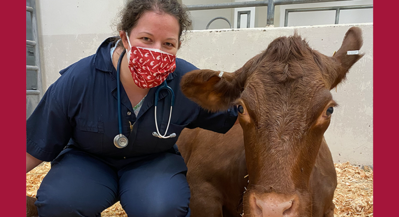 Megan Mutascu with a cow in the vet hospital.