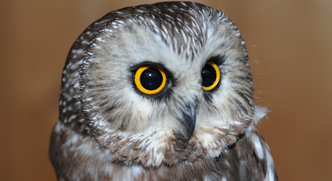 Sawyer – Northern Saw-whet Owl | College of Veterinary Medicine