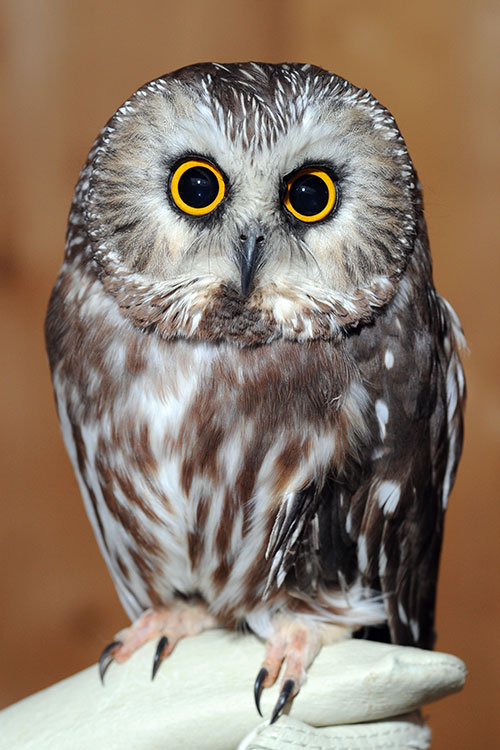 Sawyer, resting on her handler's glove.