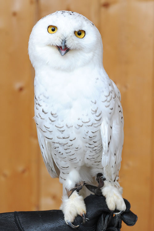 Tundra perched on his handler's glove.