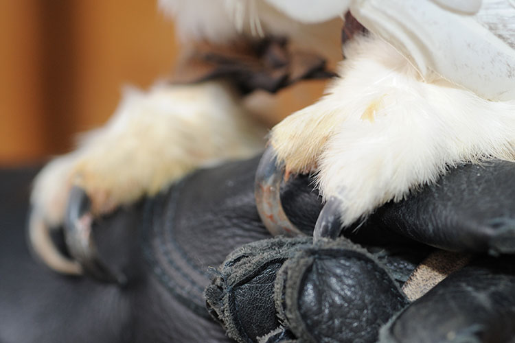 Close-up image of Tundra's feet and talons.