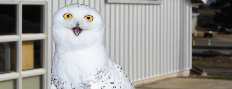 Tundra posing in front of the raptor facility on the WSU campus.