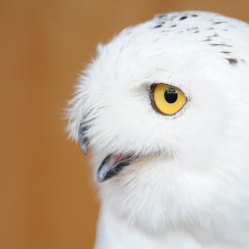 Profile of Tundra's face.