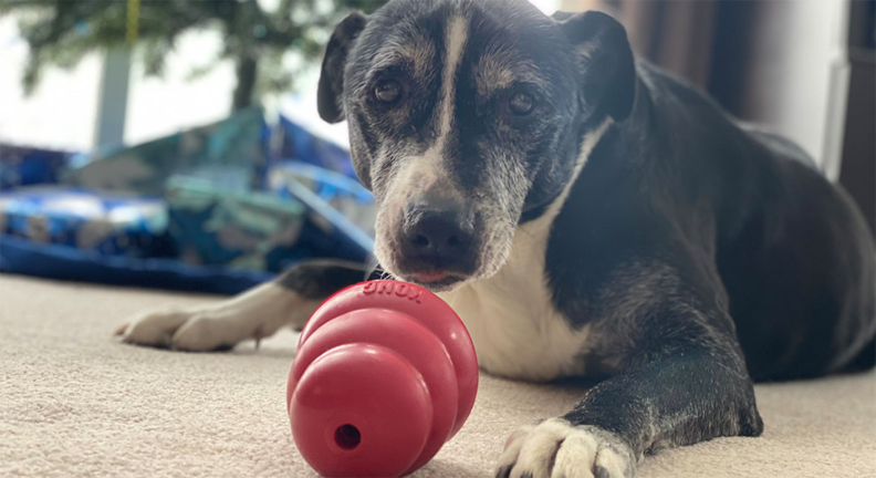 Senior dog with toy on carpet in front of it.