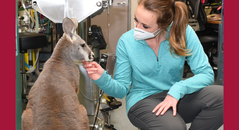 Natalie with young kangaroo in the Veterinary Teaching Hospital.
