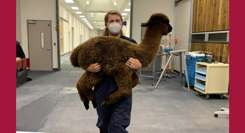 Maclain Tomaino carrying an alpaca in the vet hospital.