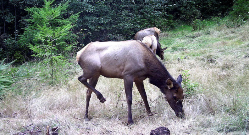 Cow elk in the wild with elk hoof disease.