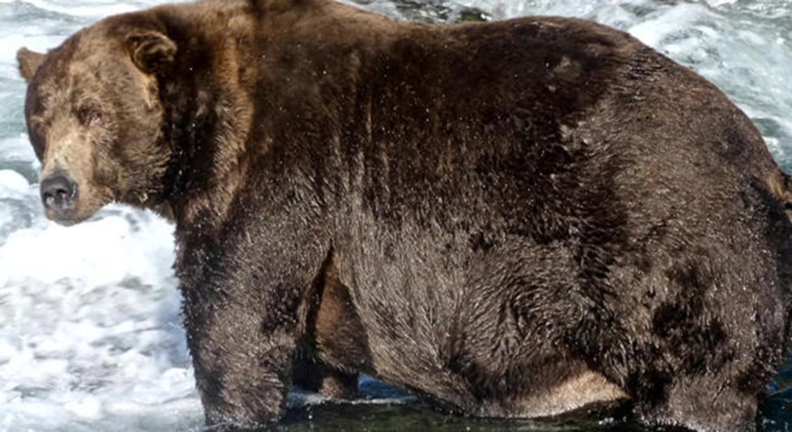 A grizzly bear dubbed "747," estimated to weigh 1,400 pounds. - National Park Service.