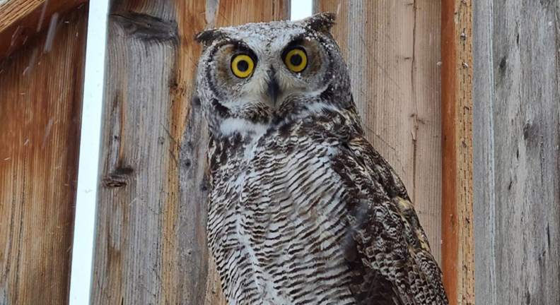 Great Horned owl on ledge in Raptor Facility before it is released.