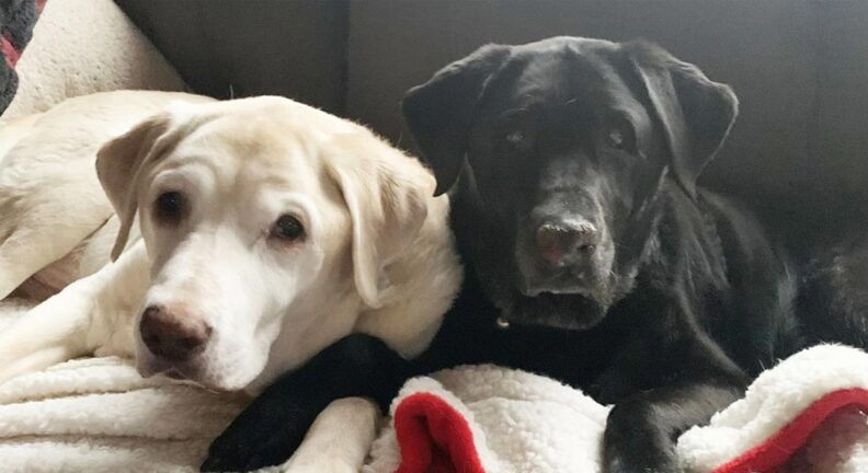 Sophia and Josie, 12-year-old Labrador littermates.