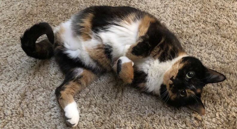 Scarlet, a calico with 3 limbs, playfully laying on her back.