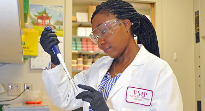 Roberta Koku, a graduate student in the lab of Dr. Susan Noh, performs DNA extractions from bacteria that will later be sent for genetic sequencing.