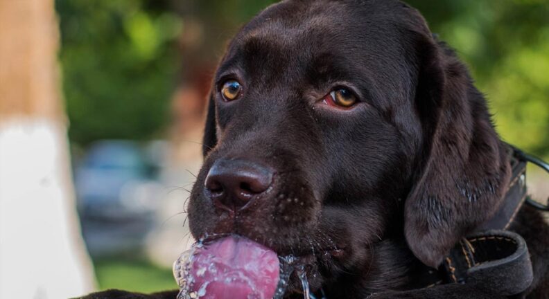 Chocolate lab drinking water from a fountain.