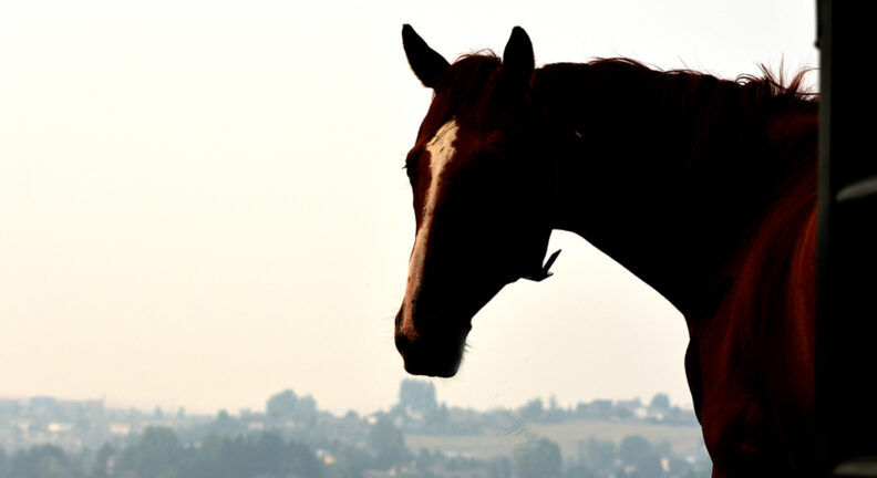 One of the members of WSU’s horse herd gazes out at the smoke-filled sky.