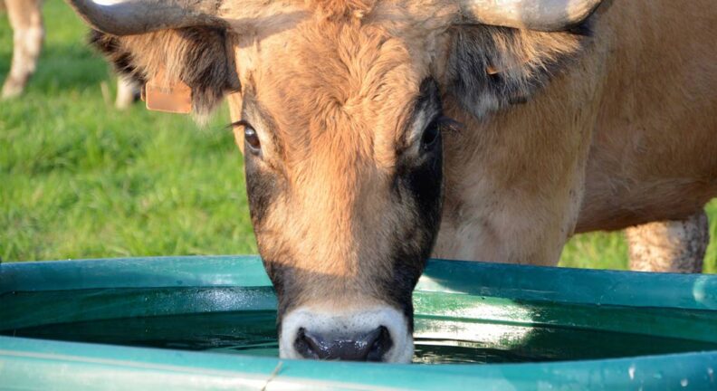Cow drinking water.