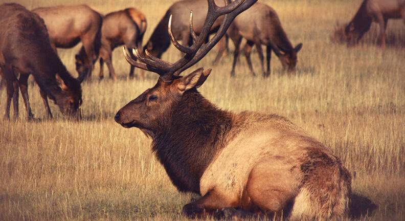 Bull elk laying in field with cow elk behind him.