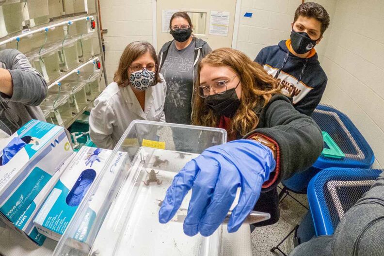 Graduate and undergraduate students get hands-on research experience with a variety of aquatic animals. Washington State University scientists from a range of fields expect that recently co