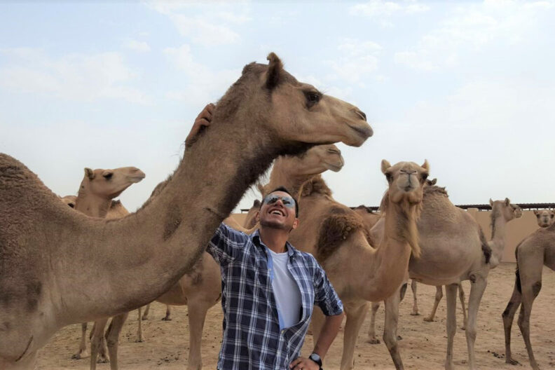 Eduardo scratching the neck of one camel within a herd in a corral.