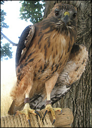 Charlie perched outside.