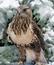 Dalton perched on his handler's glove with an evergreen tree covered in snow in the background.