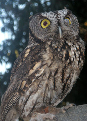 Dot perched on a branch.