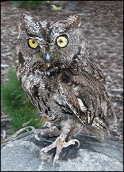 Gwen standing on a rock outside.