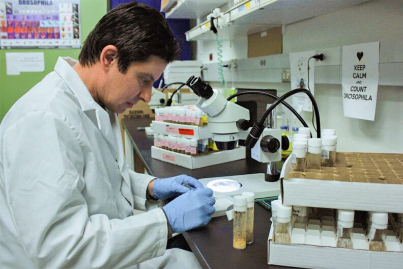 Alan Goodman, assistant professor of molecular biosciences at WSU, examines fruit flies under a microscope.