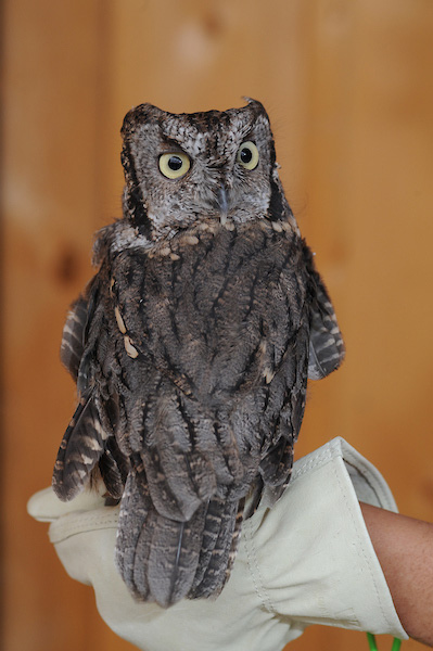 Kotori perched on handler's glove, with head spun 180 degrees.