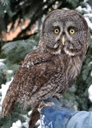 Kringle perched on his handler's glove with an evergreen tree in the background.