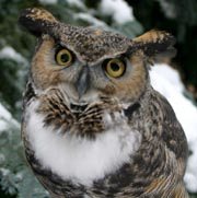 Lady Winston looking right at the camera.