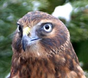 Head shot of Ophelia while she's outside.