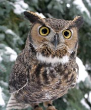 Paco outside in the winter.